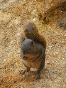 Pretty little squirrel
