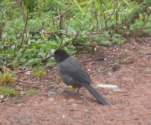 Yellow thighed finch