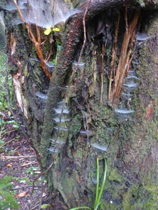 Spiders webs adorning the trees