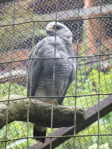 Grey hawk