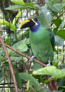 Emerald toucanette