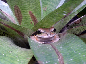 Frog hiding in a plant