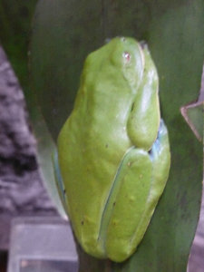 Flying leaf frog