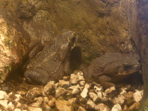 Warty toads