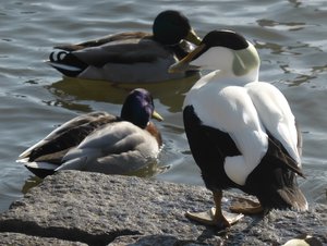 Eider duck with his mallard friends