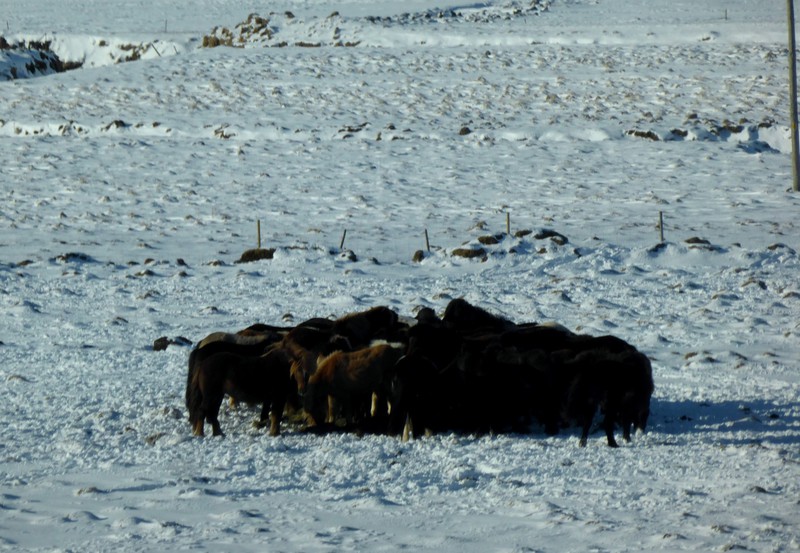 Icelandic horses huddling together for warmth