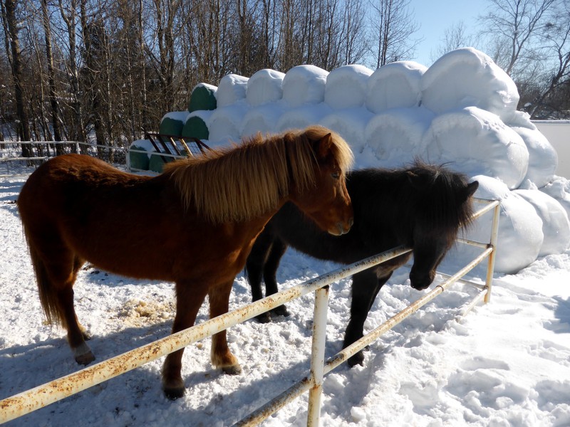 Icelandic horses at Fridheimar Farm