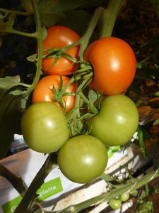 Lovely ripe tomatoes