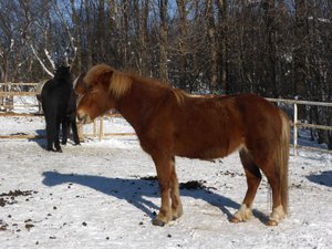 Fridheimur Farm horses
