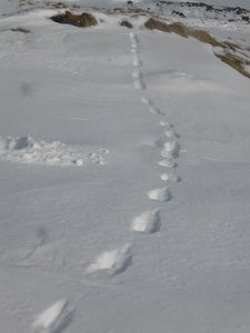 Animal paw prints in the snow - was it an arctic fox?