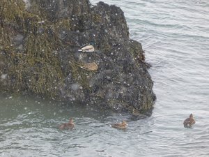 Mallards IN the sea - how weird is that?!