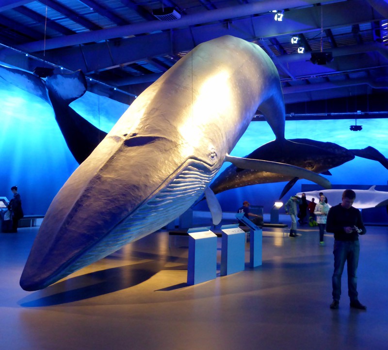 Blue whale - biggest of them all!