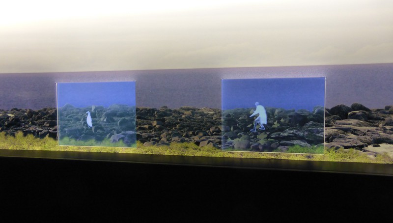 Ghostly figure capturing an auk or puffin at the Settlement Exhibition