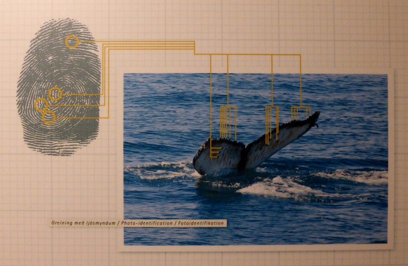 Humpback whale tails are as different as finger prints