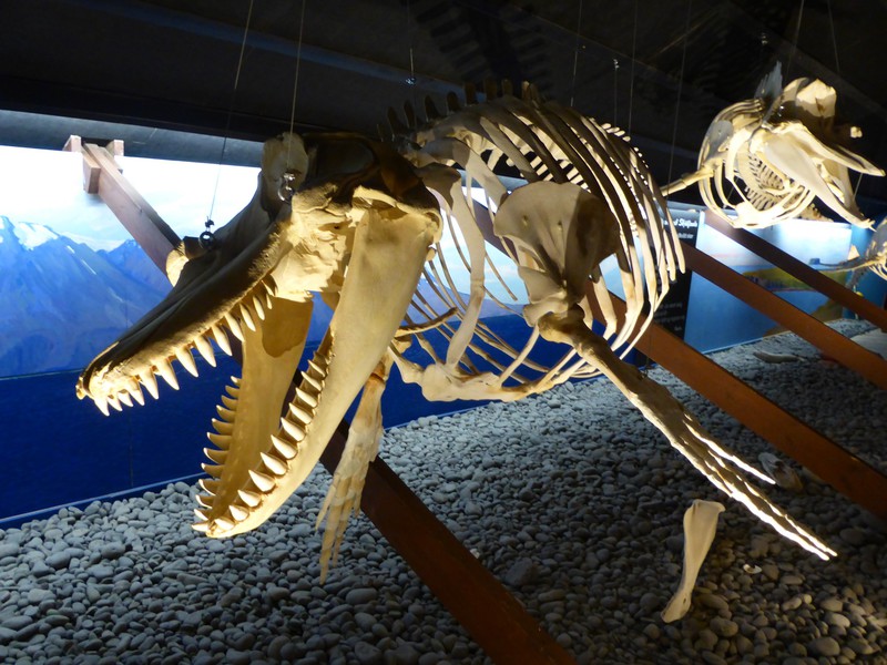 Whale skeletons at the Husavik Whale Centre