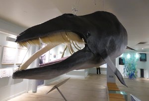 The Whale Centre, Husavik
