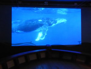 Whale videos from the prow of a boat!