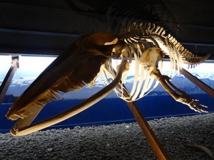 Whale skeletons at the Husavik Whale Centre