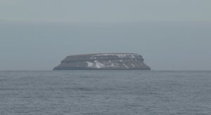 Puffin - Lundey - Island