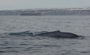 Blue whale near Husavik, Iceland