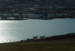 Cut out cows near Akureyri!