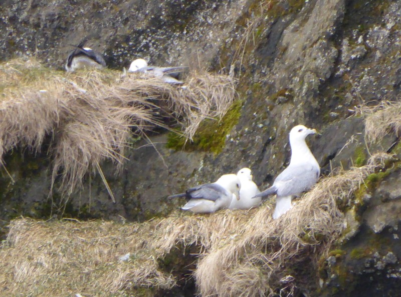 Fulmars nesting on the cliffs