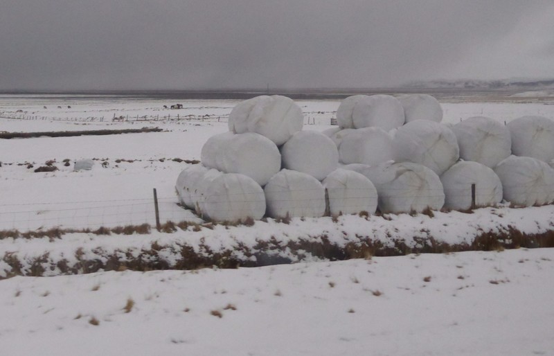 White bales blending in with their surroundings