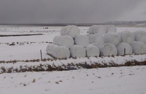 White bales blending in with their surroundings