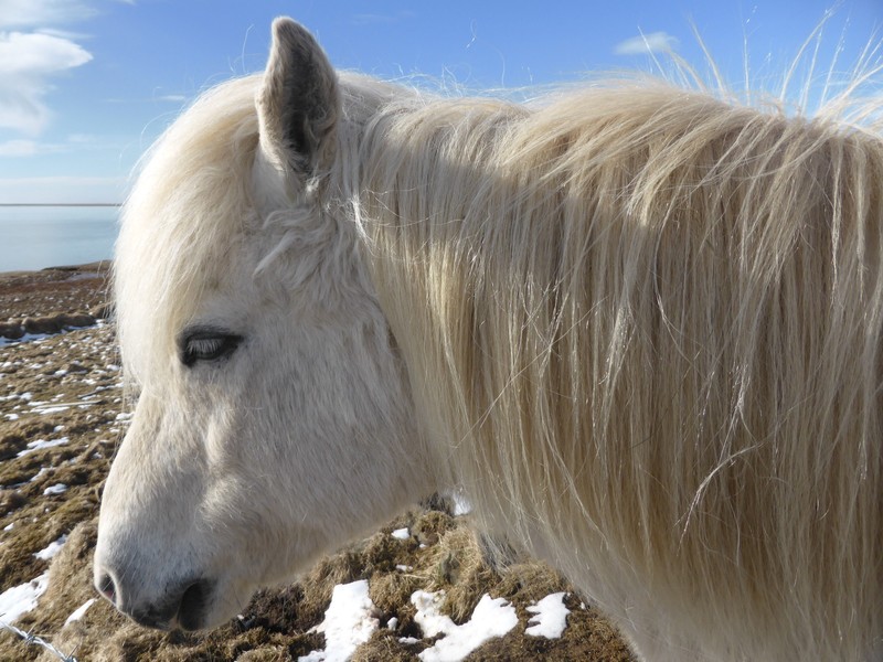 Beautiful Icelandic horse