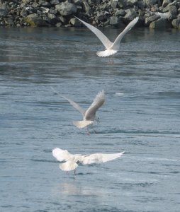 Icelandic gulls