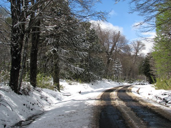 Araucaria Trees and snow