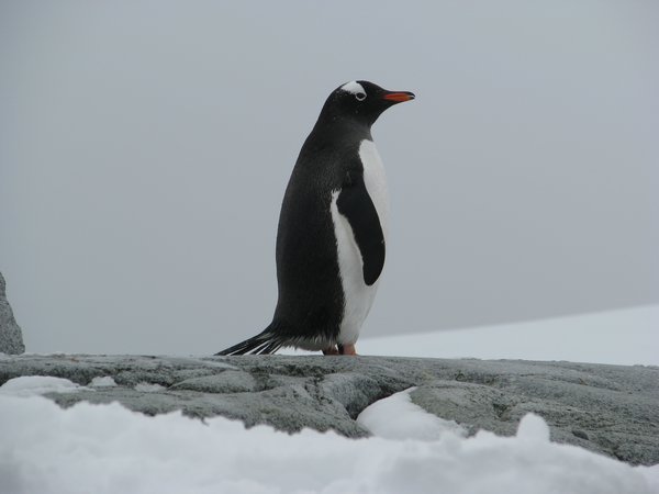 A lonely Penguin