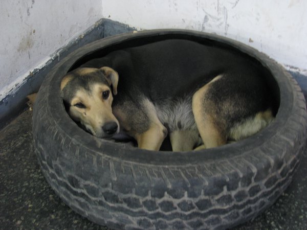Tyred Dog