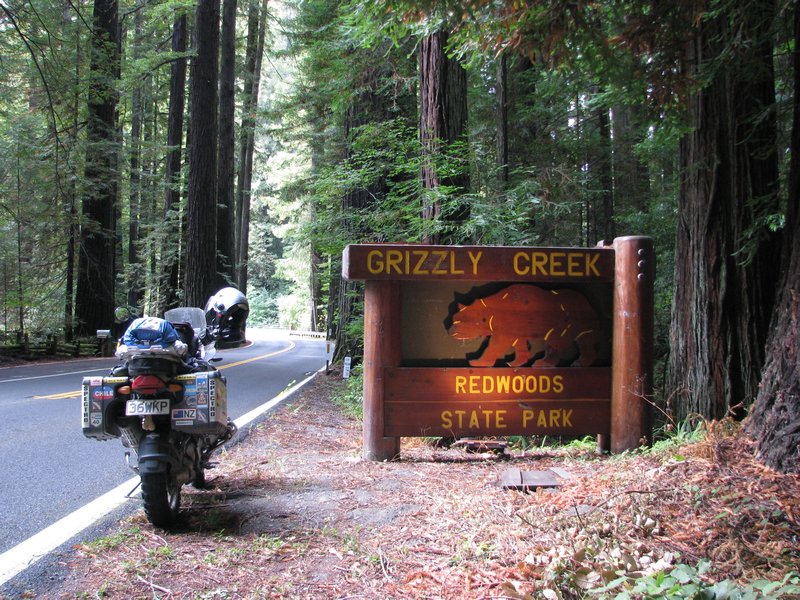 The Red Woods