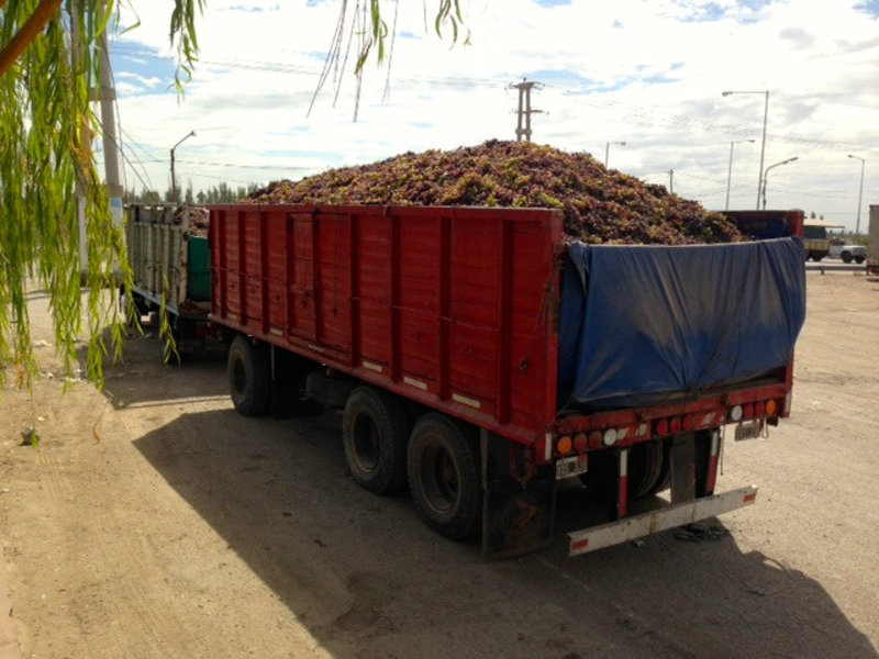 Now thats a truck load of Grapes!!