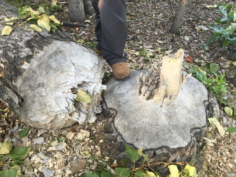 Beavers chopped this tree down 