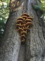 Really strange mushrooms on a tree 