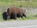 Local Bison. 
