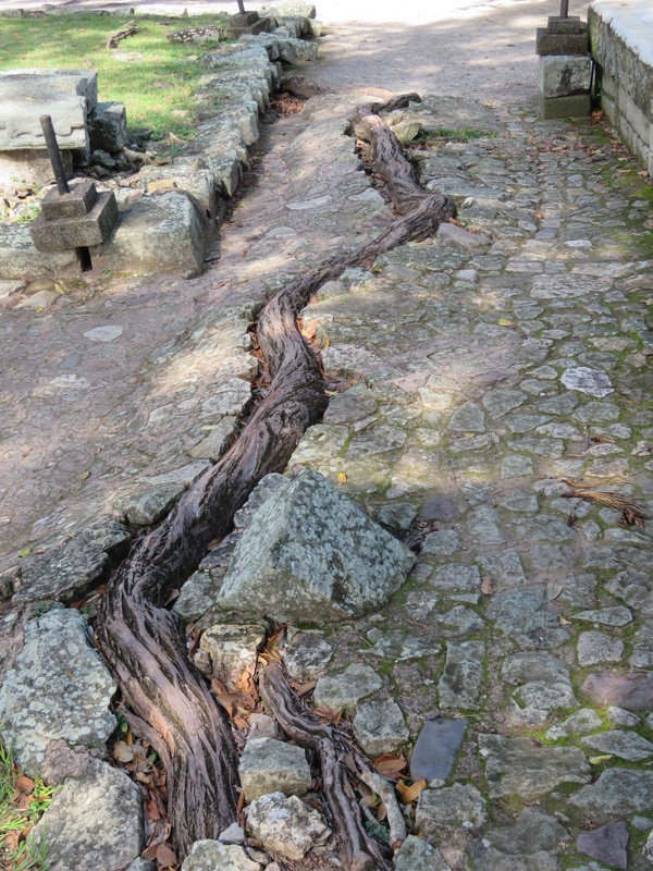 Tree root at Copan ruins 