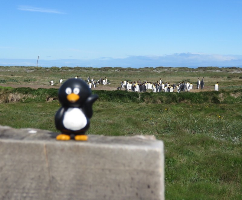 Owen is beside himself-Real King penguins at last. 