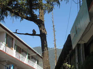 Monkeys in the trees in Dharamsala