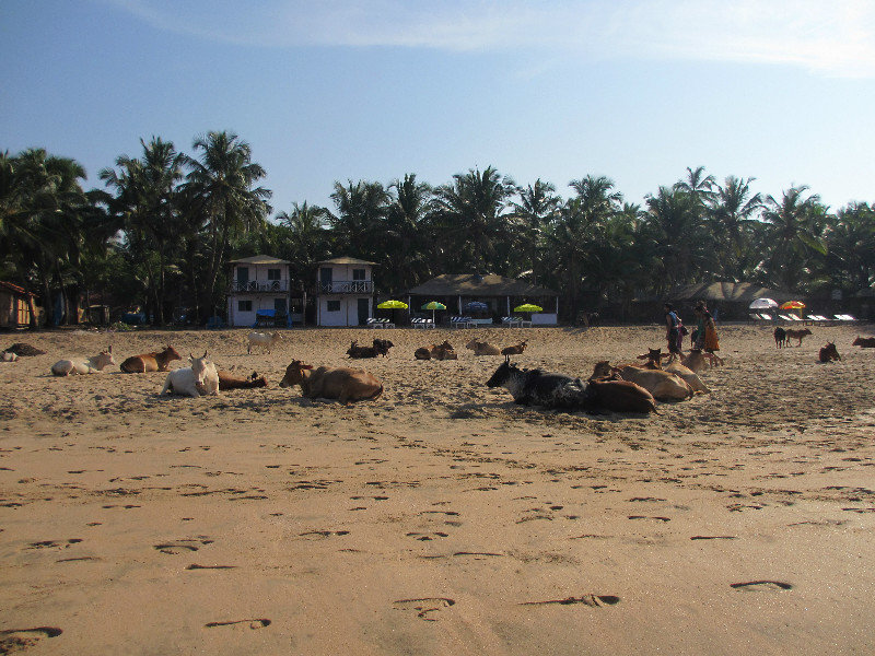 Agondas resident cows