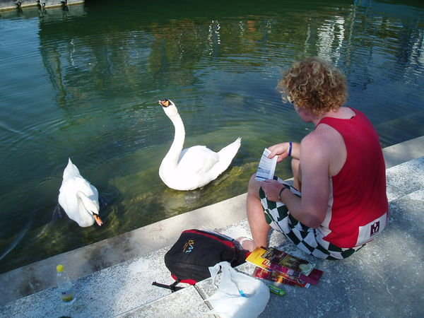 Vienna's swans