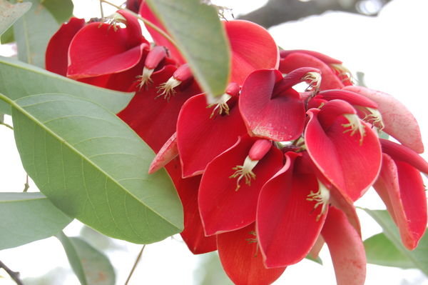 best-time-to-see-erythrina-or-ceibo-flowers-in-argentina-2023-rove-me