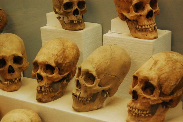 Zdeformowane czaszki wojownikow kultury Tiwanaku/Deformed skulls of Tiwanaku warriors