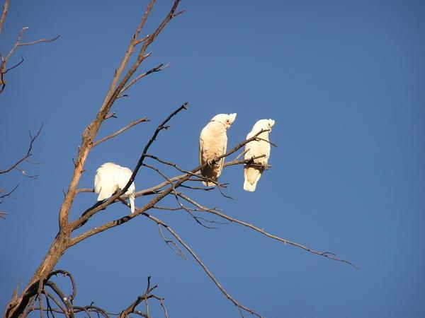 Corrolas - the white cockatoo parrot bird