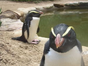 Little Penguins at Taronga Zoo, Sydney