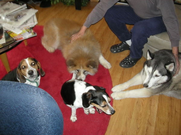 Pups with Senshi & Nea at the Ferneboks