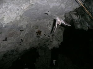 Bat cave