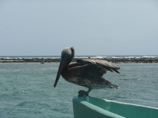 Pelican on Tobacco Caye